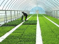 安徽亳州新能源学校现代农艺技术简介