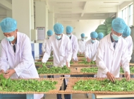 岳西县技工学校茶叶生产与加工专业