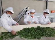 安庆大别山科技学校茶叶生产与加工专业