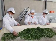 安庆大别山科技学校茶叶生产与加工专业