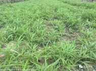 霍山技工学校种植专业