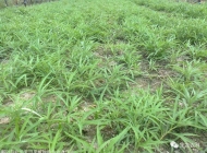 霍山技工学校种植专业