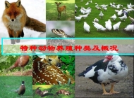 颍上县科学技术学校特种动物养殖简介